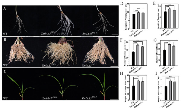 Phenotypic analysis and statistics of maize-related traits overexpressing ZmIAA5.