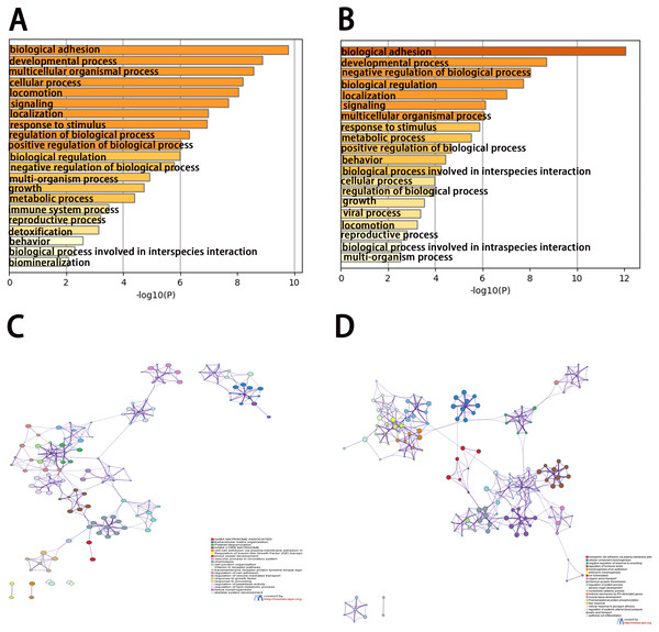 Enrichment analysis of differentially expressed genes (DEGs).