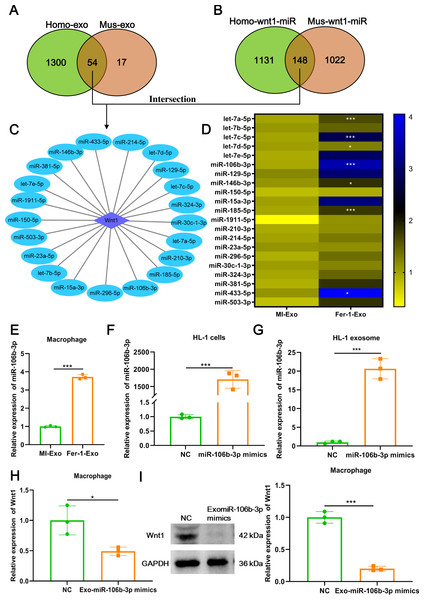 Ferroptotic cardiomyocytes derived exosome promote macrophage M1 polarization via miR-106b-3p.
