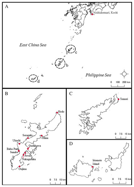 Map of sampling locations of Peronia species in this study in southern Japan.
