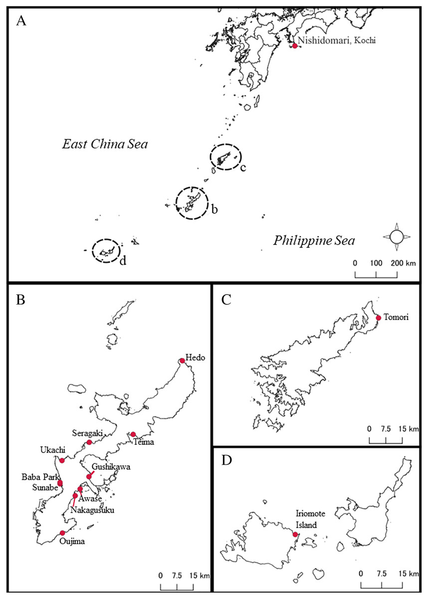 Diversity and distribution of air-breathing sea slug genus Peronia ...