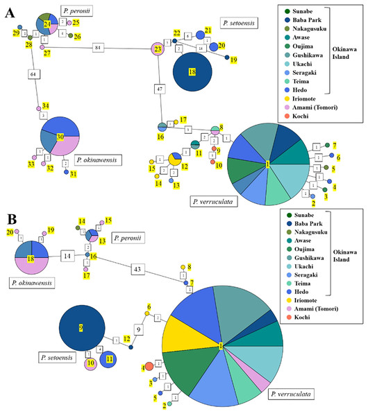 Haplotype network based on (A) COI sequences and (B) 16S rDNA sequence data.