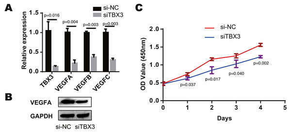 TBX3 promotes VEGF expression and cell proliferation.