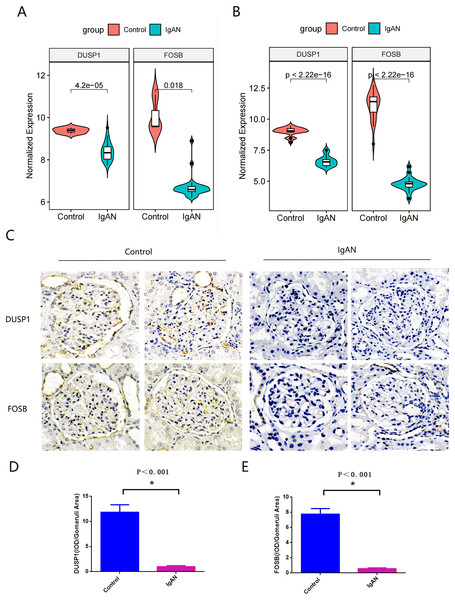 Validation of key genes.