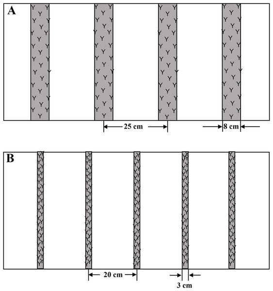 The sketch maps of wide space sowing (A) and drill sowing (B) used in this study.