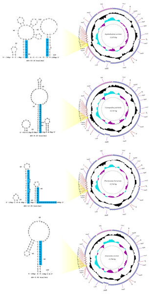 The organization of the mitochondrial genome of the four newly determined mitogenomes.