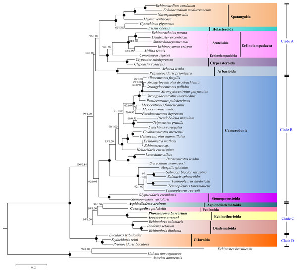 Phylogenetic trees (ML and BI) based on the amino acid sequences of the 13 mitochondrial genes.