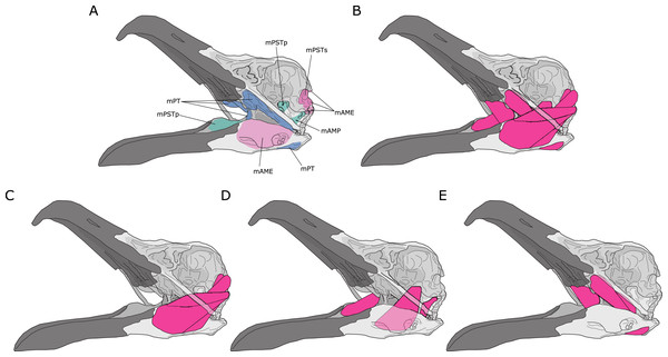 Jaw adductor muscles and functional muscle groupings in extant archosaurs.