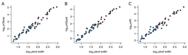 Relationships between physiological cross-sectional areas and skull width in the PPM training set (N = 59).