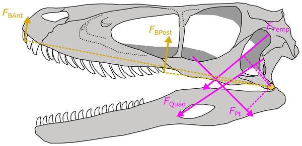 Schematic depiction of a static lever model to estimate bite force in extinct dinosaurs.