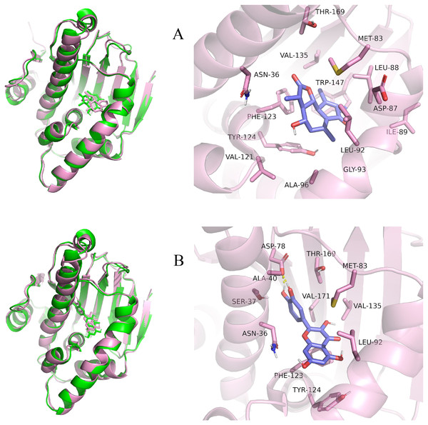 Pre- and post-MD simulation conformations and specific binding sites of the HSP90AA1-Austricin and HSP90AA1-Quercetin complexes.