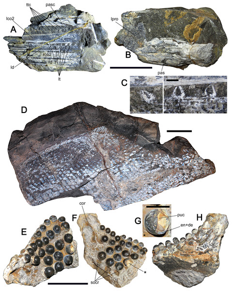 Lepisosteids and lepidotids from Cerro Campamento Formation, northern Chile.