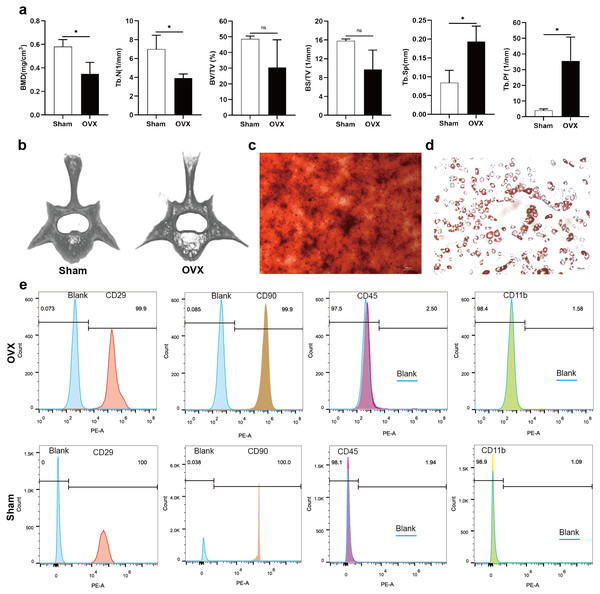 Evaluation of the osteoporotic rat model and identification of BMSCs.