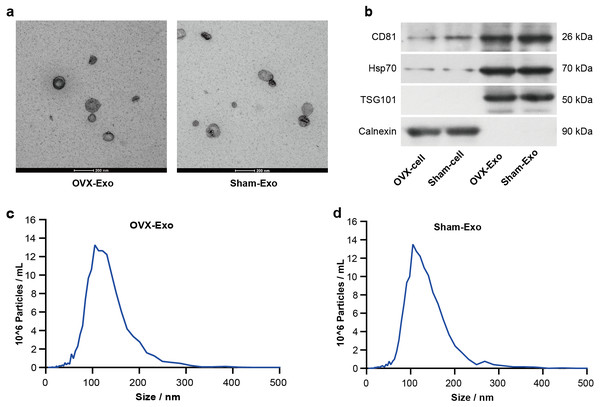 Characterization of BMSC-derived exosomes.