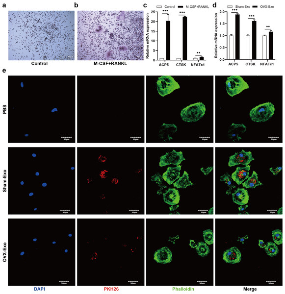 OVX-Exo and Sham-Exo are internalized by BMMs, affecting osteoclast differentiation.