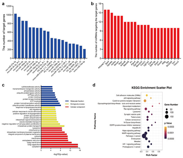 Bioinformatics analysis of target genes of DE-miRNAs.
