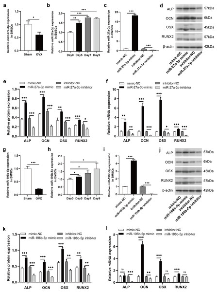 MiR-27a-3p and miR-196b-5p promote osteogenic differentiation of BMSCs.