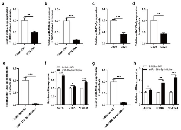 Knockdown of miR-27a-3p and miR-196b-5p promote osteoclast differentiation.
