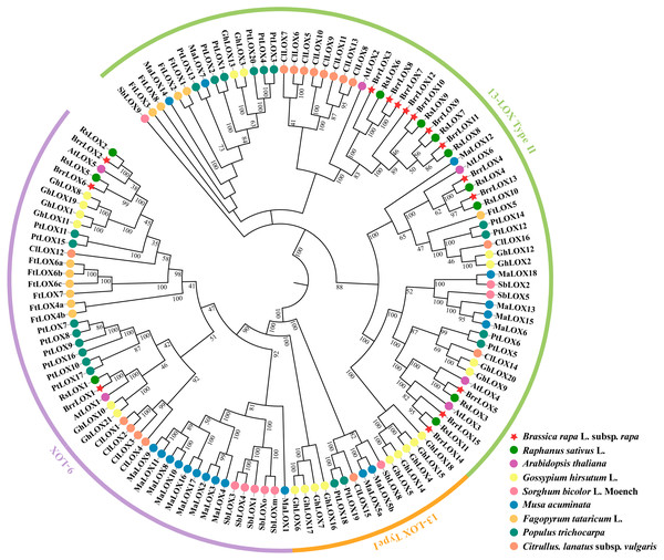 Phylogenetic relationships of LOX proteins of turnip with other plant species.
