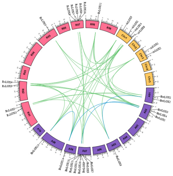 Collinear relationships of Arabidopsis, radish and turnip LOX genes.