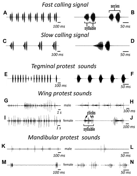Oscillograms of the sound signals of N. nigrispina.