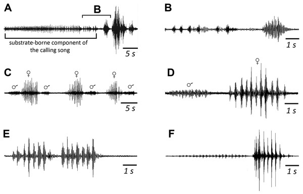 Oscillograms of the vibratory signals of N. nigrispina.