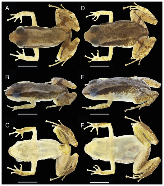 Dorsal, dorsolateral and ventral views of the male holotype, INPAH 42923 (A–C), and the female paratype, INPAH 42939 (D–F), of Allobates kamilae sp. nov.