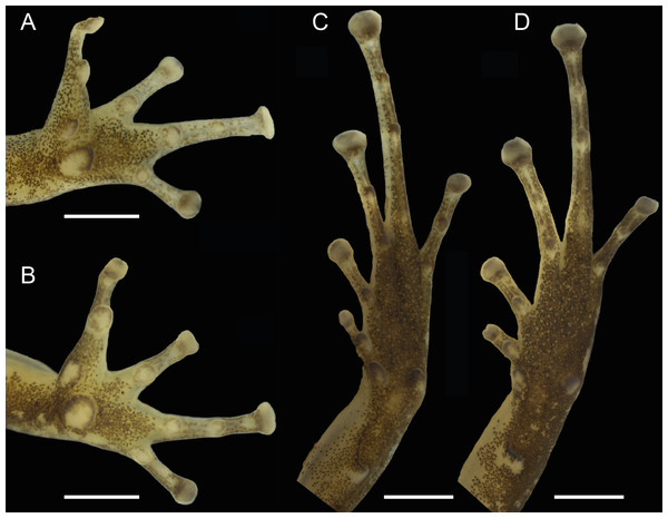 Ventral views of the hand and foot of the male holotype, INPAH 42923 (A, C), and the female paratype, INPAH 42939 (B, D), of Allobates kamilae sp. nov.