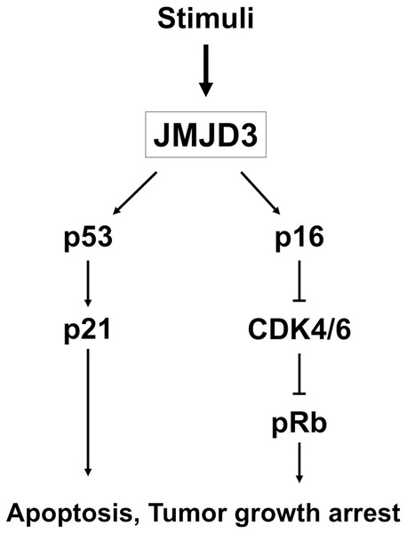 The mechanism of JMJD3.