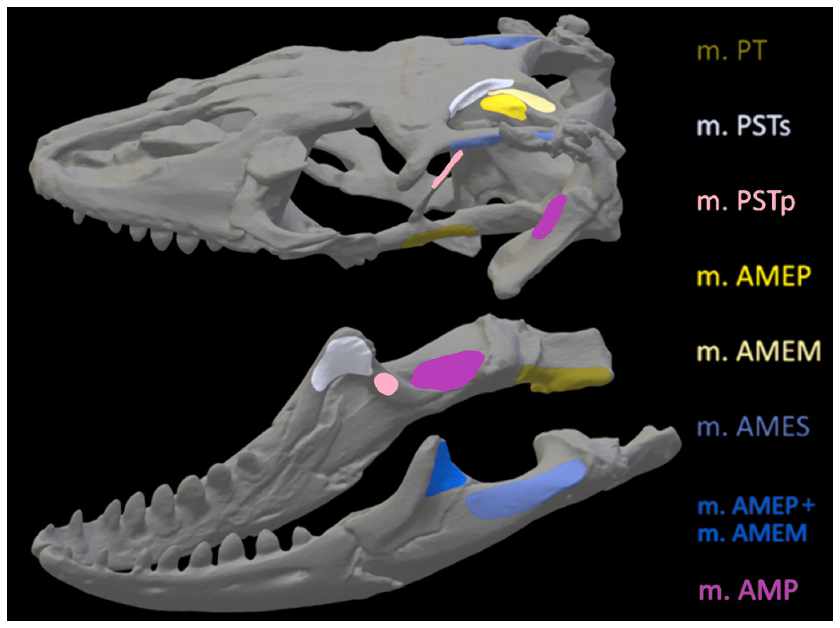 The efficacy of computed tomography scanning versus surface