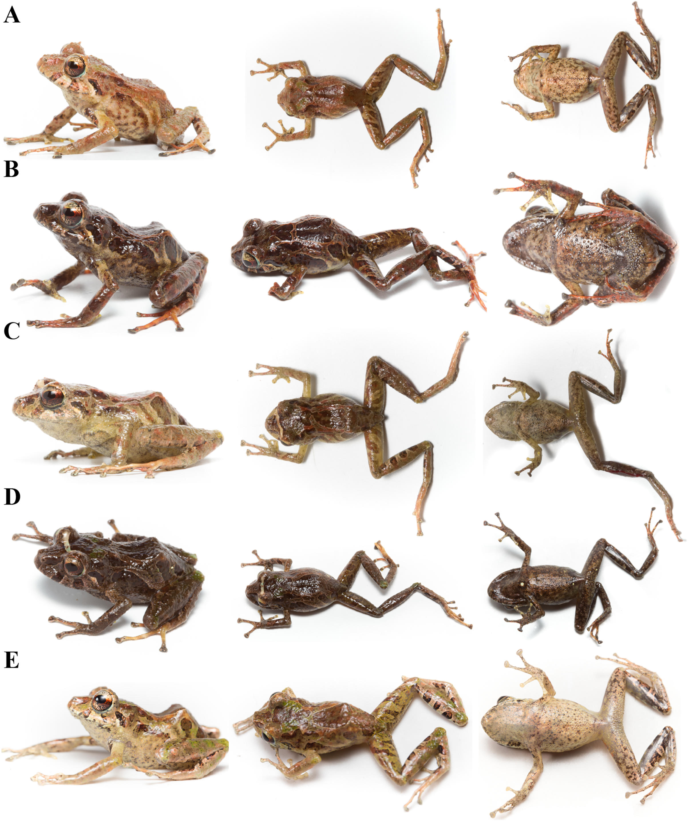 Six new species of Pristimantis (Anura: Strabomantidae) from Llanganates  National Park and Sangay National Park in Amazonian cloud forests of  Ecuador [PeerJ]