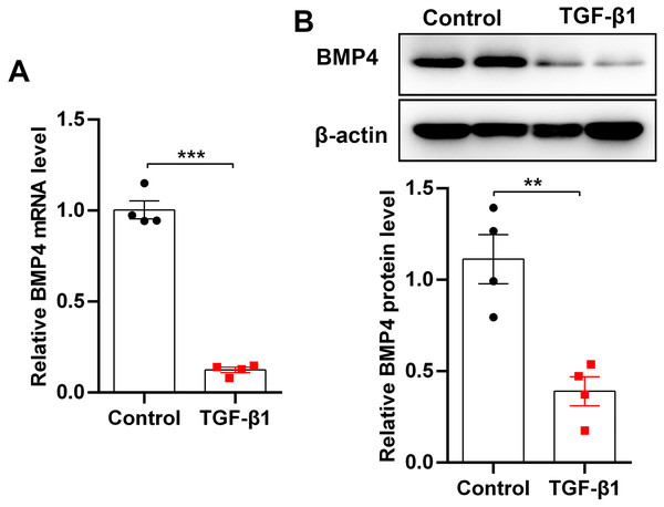 BMP4 was decreased in TGF- β1-stimulated mouse primary lung fibroblasts (PLFs).