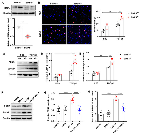 BMP4 inhibited TGF- β1-induced proliferation of mouse PLFs.
