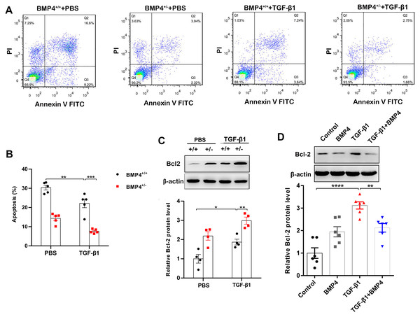 BMP4 promoted cell apoptosis in TGF- β1-stimulated mouse PLFs.