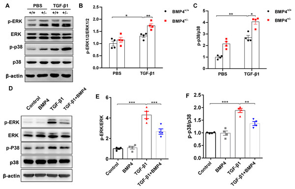 BMP4 downregulated TGF- β1-activated ERK/p38 MAPK signaling in PLFs.