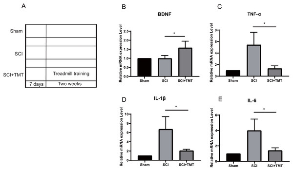 The inhibitory effect of exercise therapy on inflammatory response after SCI.