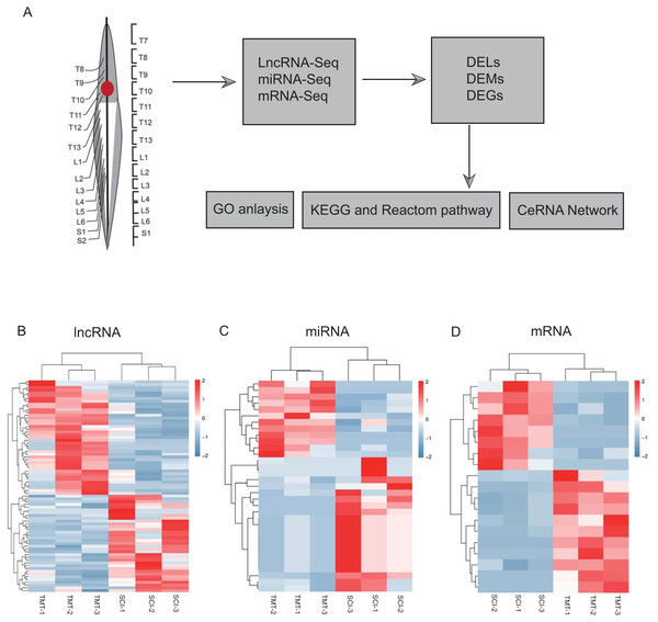 Hierarchical clustering and heat map analysis of differentially expressed, Differentially expressed genes (DEGs) determined by RNA-seq.