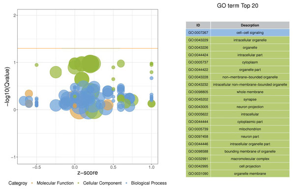 Enriched GO functional categories.