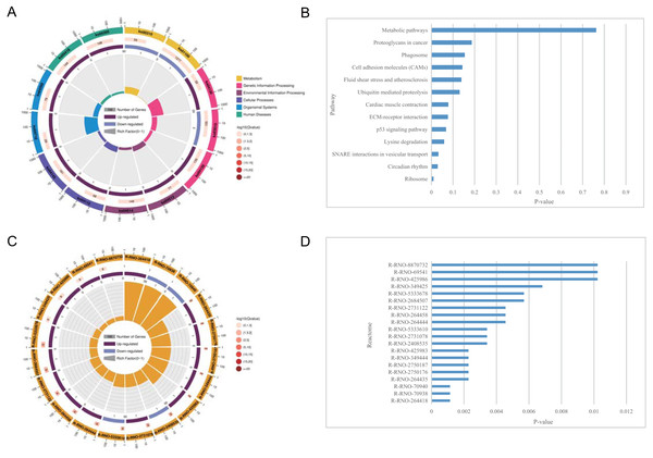 KEGG pathway enrichment and reactome pathway enrichment analysis of DEGs.