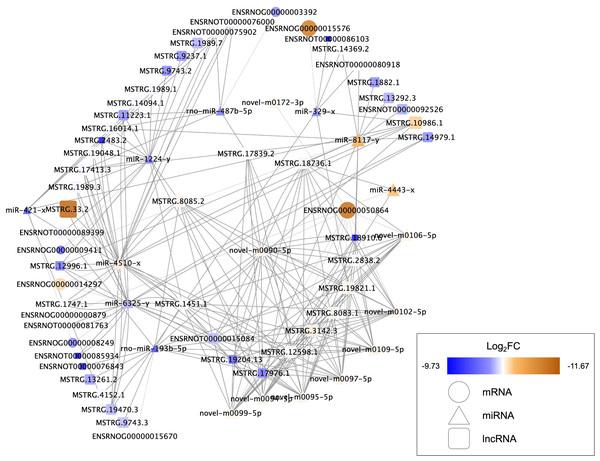 Competing endogenous RNA interaction network of lncRNA-miRNA-mRNA.