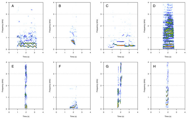 Spectrograms of mid-frequency harmonic sounds (MF).