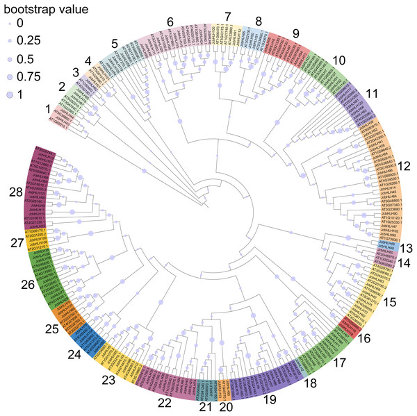 Phylogenetic tree construction (circle tree) and subfamily classifications of the JcbHLH and AtbHLH proteins.
