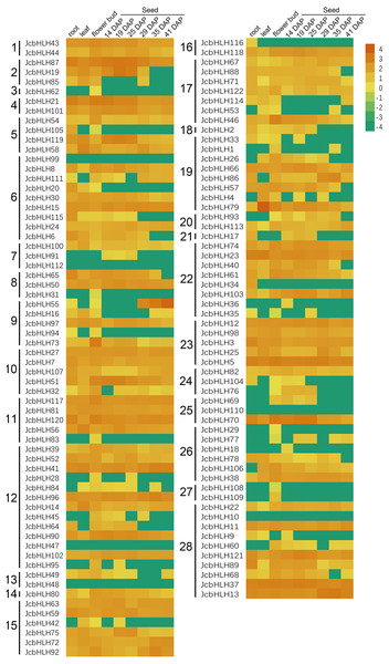 Expression patterns of JcbHLH genes family members in different tissues.