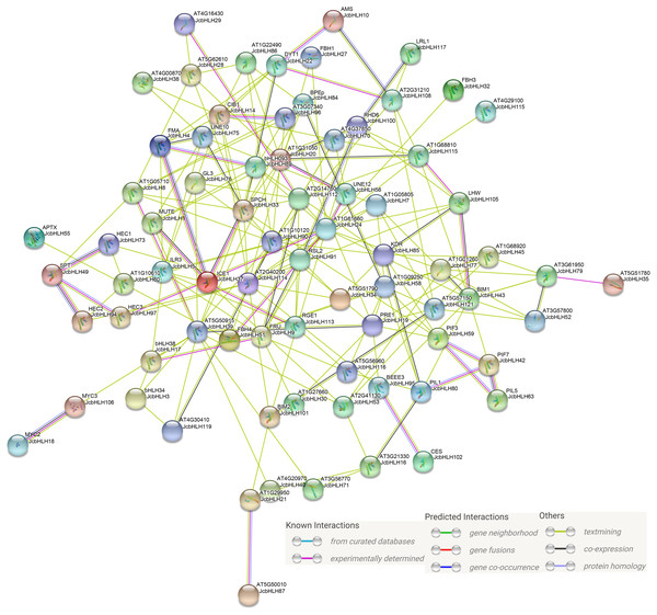 Protein-protein interaction network of JcbHLHs.