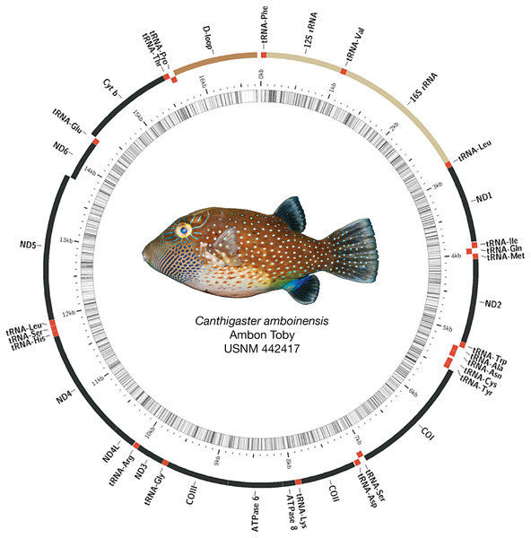 Assembled and annotated mitogenome of Canthigaster amboinensis, Ambon Toby, USNM 442417, 64 mm SL.
