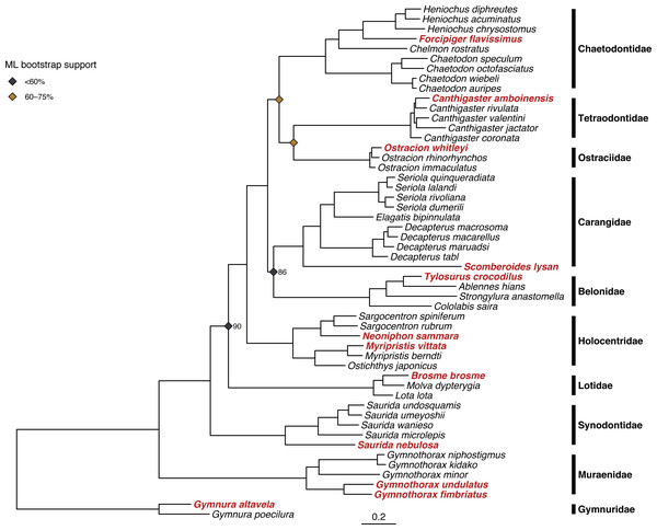 Results of phylogenetic analysis of 52 fish mitogenomes.