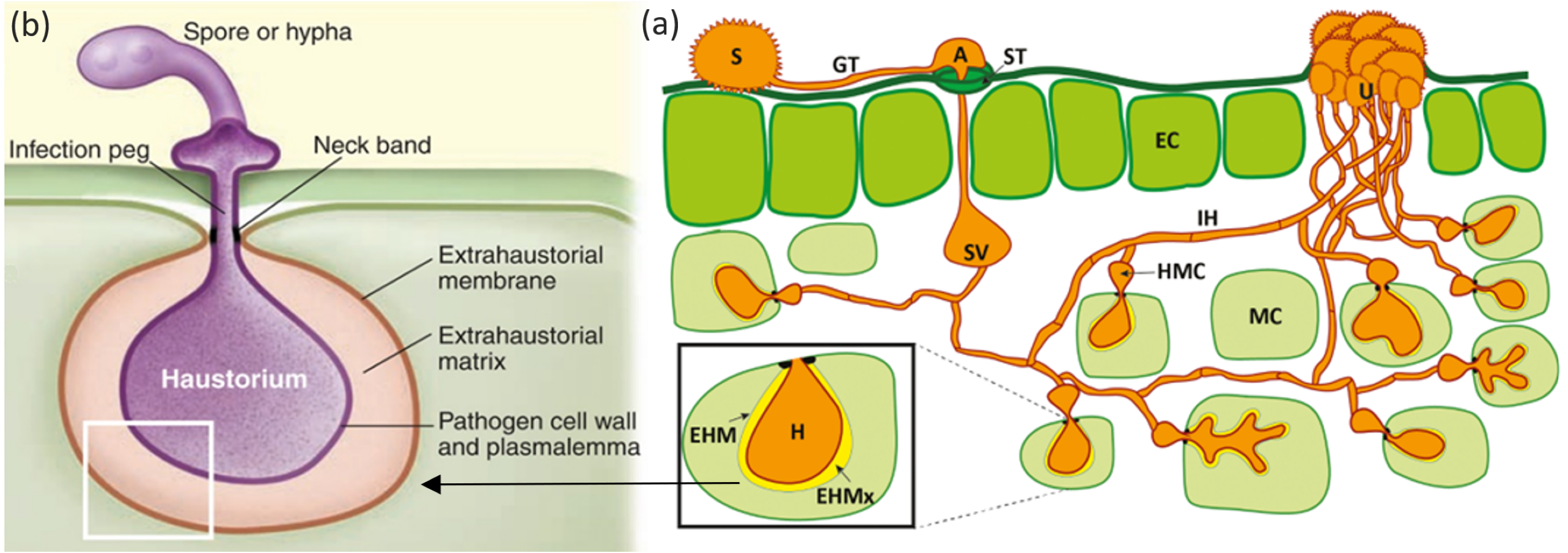 Evolution Of Pathogenicity In Obligate Fungal Pathogens And Allied ...