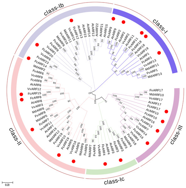 Phylogenetic analysis of auxin response factors from Ficus carica L., Arabidopsis thaliana, Fragaria vesca, Vitis vinifera and Malus domestica.