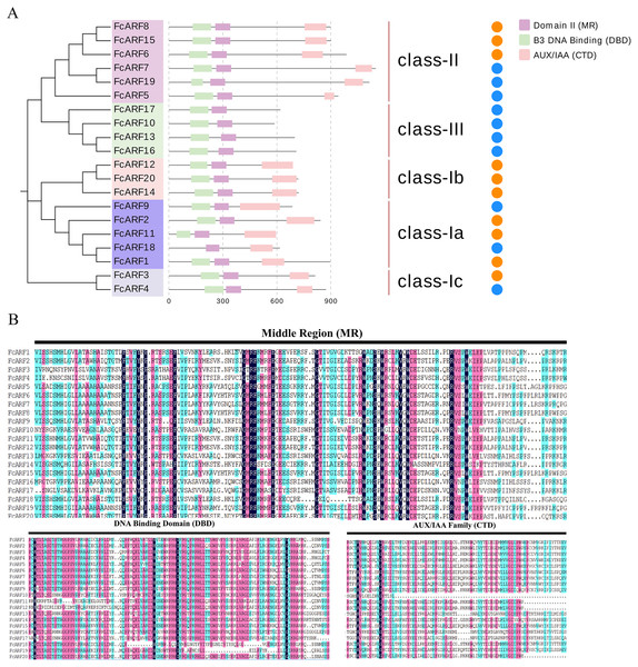Analysis of the sequence and structure of the ARF gene family in Fig.