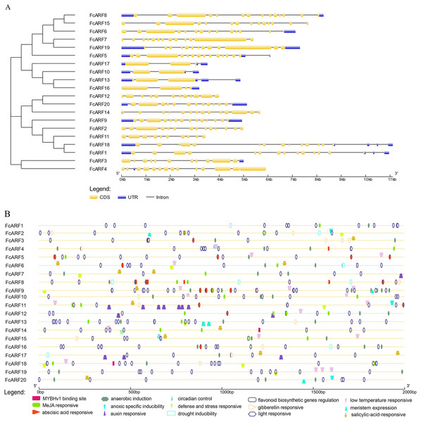 Analysis of gene structures and cis-acting elements for FcARF genes.